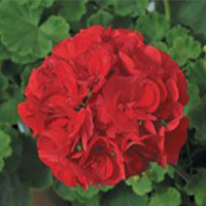 Patriot Red